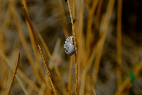 _dsc0377_2 Foto di Valentina Perniciaro -Lumachina Resistente