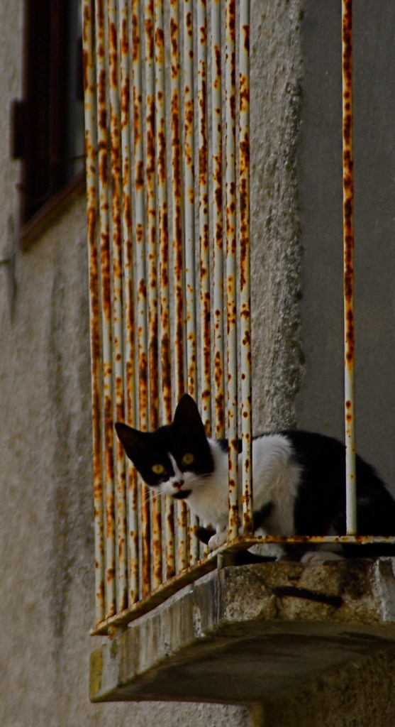 Foto di Valentina Perniciaro _Miciogatto abruzzese_