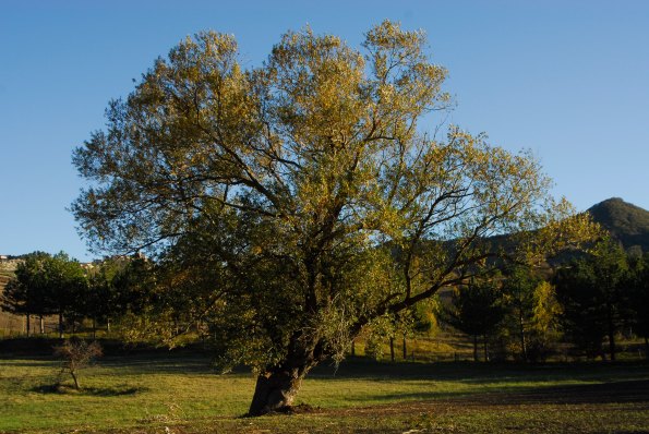 Foto di Valentina Perniciaro _l'albero più bello_