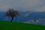albero_verde_montagna